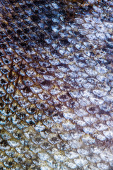 Salmon fish scales grunge texture background © pirotehnik