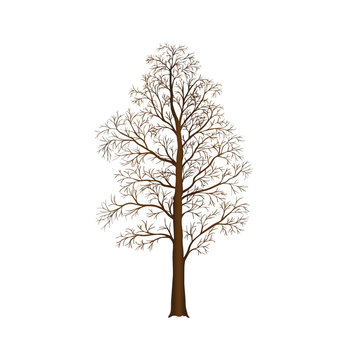 detached tree without leaves, vector illustrations