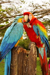 Couple of macaw parrots