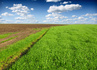green wheat field and blue cloudy sky
