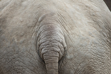 Fototapeta premium Elephant background pattern with tail