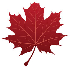 vector red maple leaf silhouette