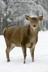 Rothirsch, Red deer, Cervus elaphus