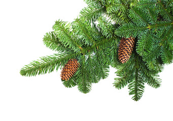 Fir branches with cones on a white background