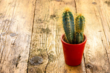 Cactus plant with thorns