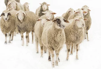Tuinposter Sheep herd © Budimir Jevtic