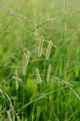 Green summer grass