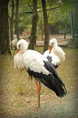 Image of graceful white storks at zoo
