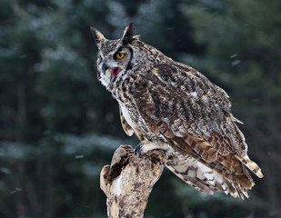 Obraz premium Speaking Great Horned Owl