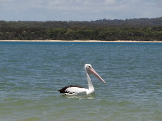 Pelikan in Australien / Pelican in Australia. Eastcoast