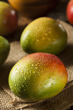 Organic Colorful Ripe Mangos
