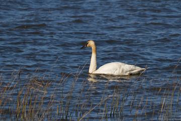 Trumpeter Swan