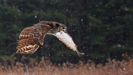 Speaking Great Horned Owl in Flight © Chris Hill