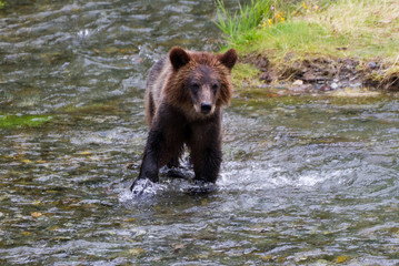 Obraz na płótnie Canvas Grizzly Bear Cub