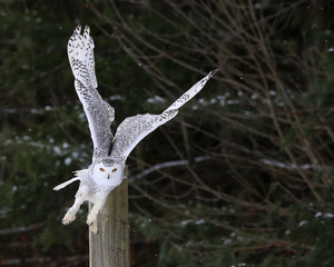 Snowy Owl Take-off © Chris Hill