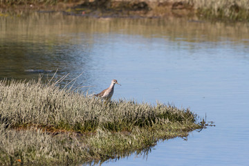 lesser Yellowlegs