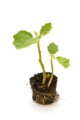 Eggplant seedling isolated on a white background
