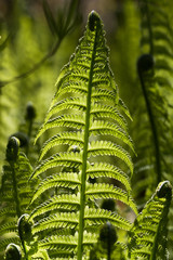 Sword Fern © Feng Yu