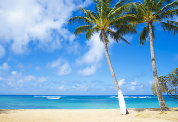 Fototapeta premium Coconut Palm tree with curfboard in Hawaii