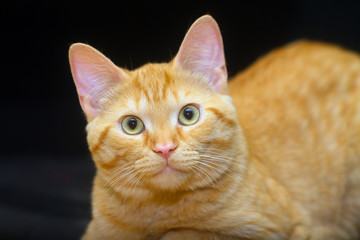 Ginger cat on black background