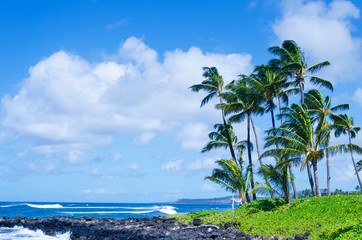Naklejka premium Coconut Palm tree on the beach in Hawaii