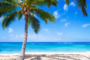 Fototapeta na wymiar Coconut Palm tree on the sandy beach in Hawaii