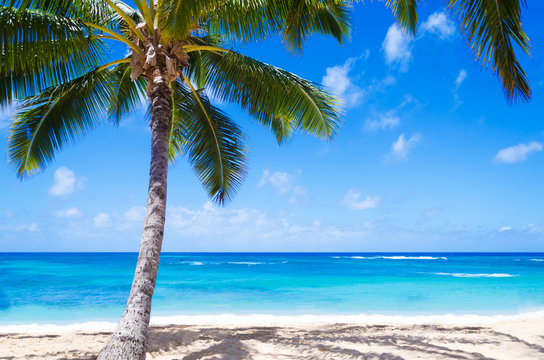 Coconut Palm tree on the sandy beach in Hawaii