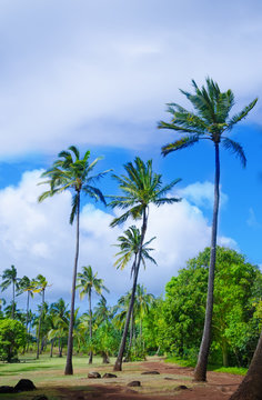 Coconut Palm trees in Hawaii