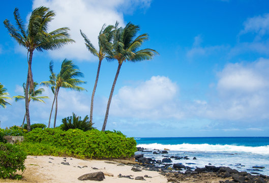 Coconut Palm tree on the beach in Hawaii