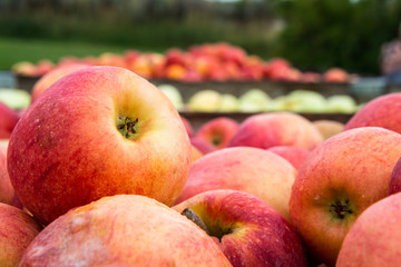Freshly Picked Apples Detail