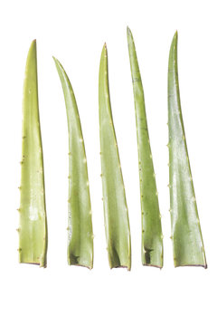 Aloe Vera cuttings