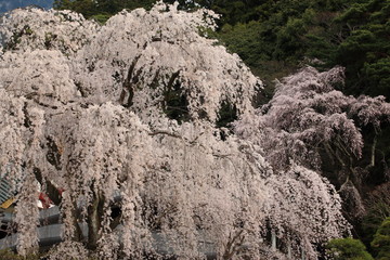 身延山久遠寺のしだれ桜