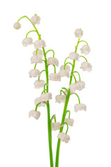 Lily of the valley
