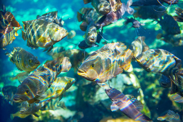 Fish underwater