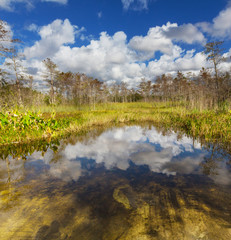 Fototapeta na wymiar Florida landscapes