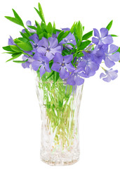 bouquet of flowers of periwinkle isolated
