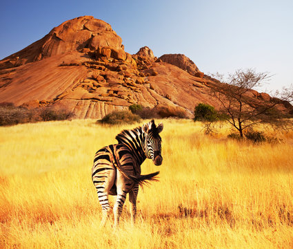 Fototapeta Zebra