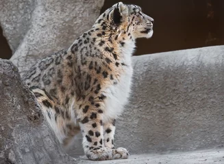 Gardinen Snow Leopard © Sailorr