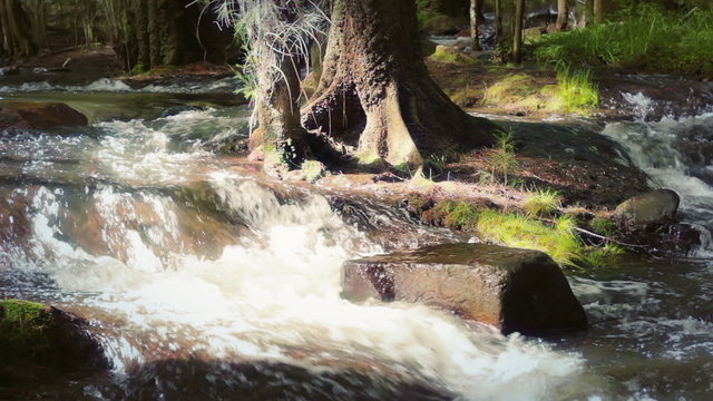 Forest stream flowing around a tree and a rock