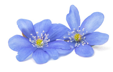 Hepatica nobilis