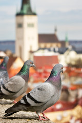 Pigeons in old Tallinn