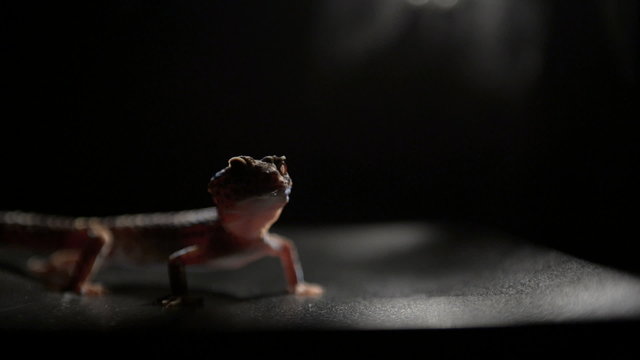 Adorable little gekko on black table
