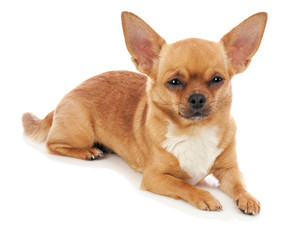Chihuahua dog isolated on white background.