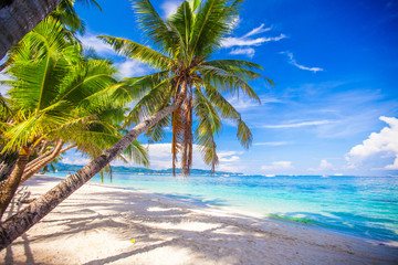 Fototapeta na wymiar Coconut Palm tree on the white sandy beach