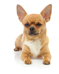 Chihuahua dog isolated on white background.