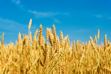 wheat field - obrazy, fototapety, plakaty