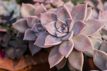 Echeveria