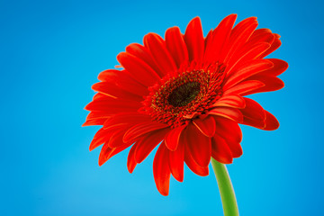 Red gerbera daisy flower isolated on blue background