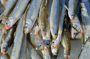 Catch on winter fishing 17