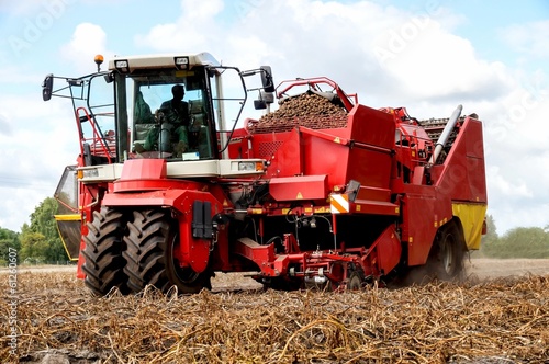 "Kartoffeln roden mit Vollernter" Stockfotos und